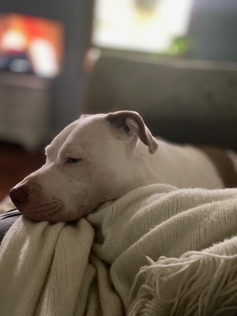 Calm dog resting comfortably at home
